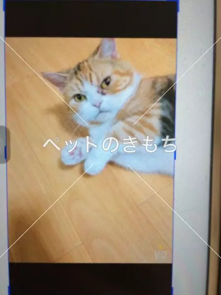 迷子猫の画像