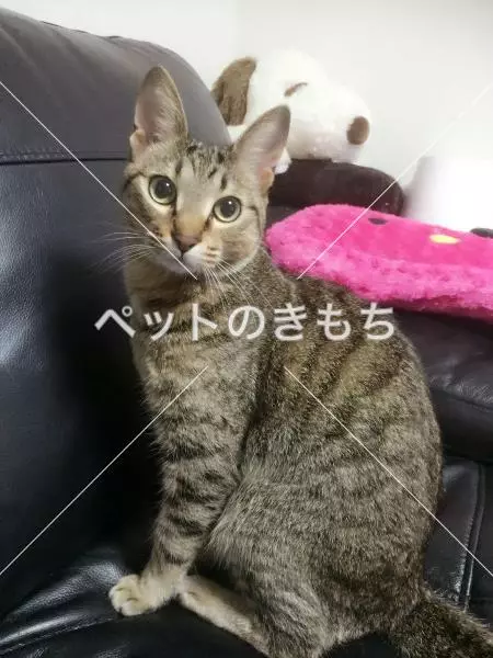 迷子猫の画像