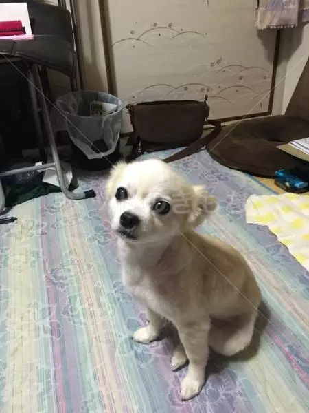 迷子犬の画像