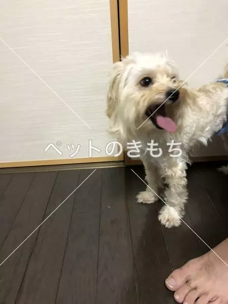 保護犬の画像
