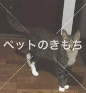 迷子猫の画像