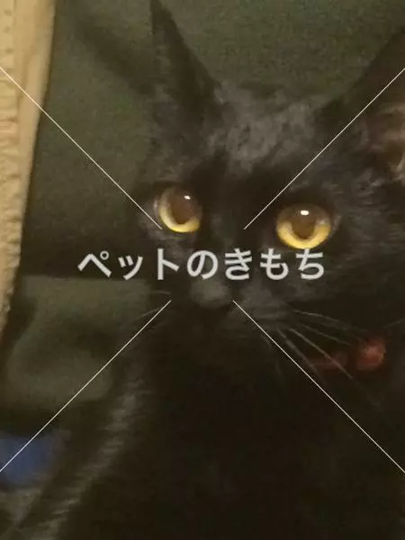 迷子猫の画像