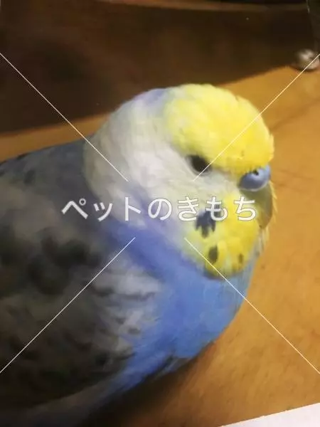 迷子鳥の画像