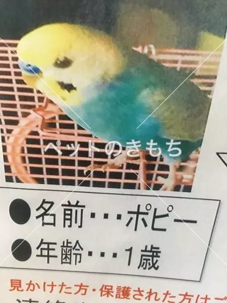 迷子鳥の画像
