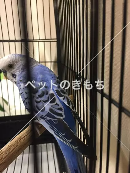 コメント投稿の画像