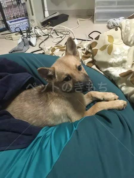 迷子犬の画像