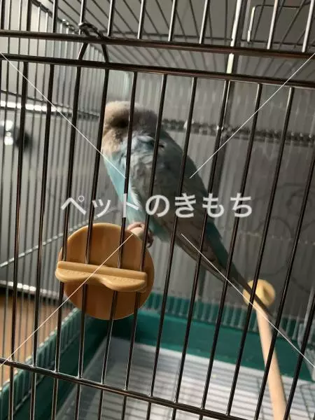 保護鳥の画像