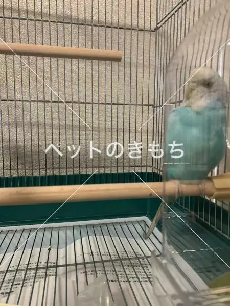 コメント投稿の画像