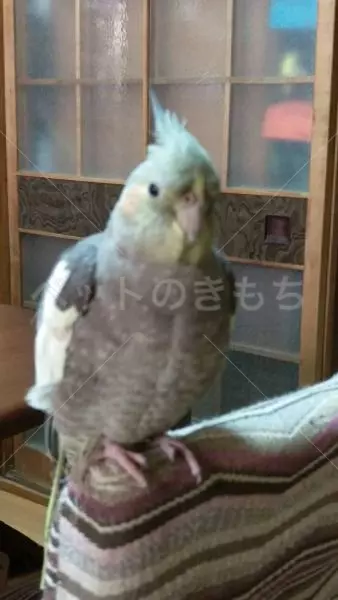 迷子鳥の画像
