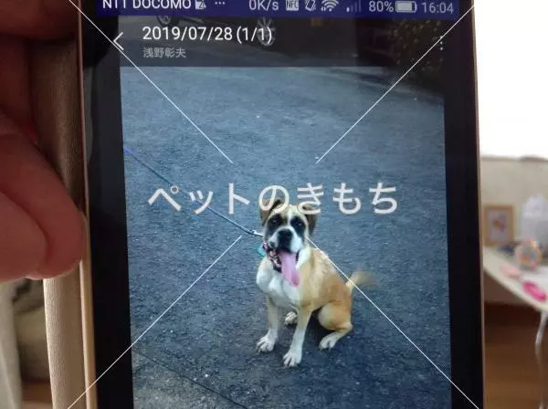 保護犬の画像