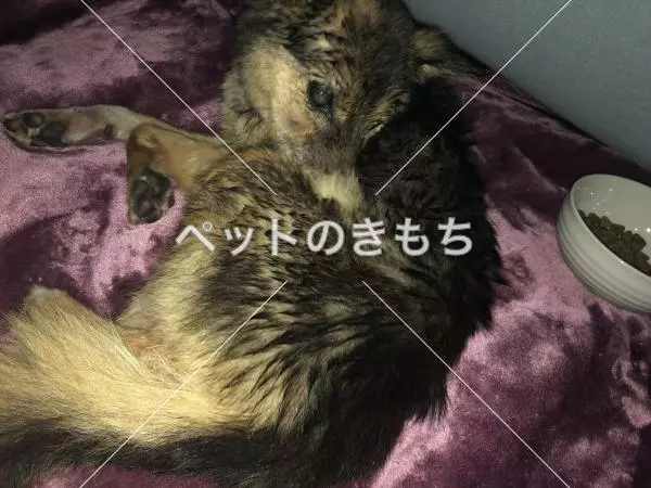 保護犬の画像