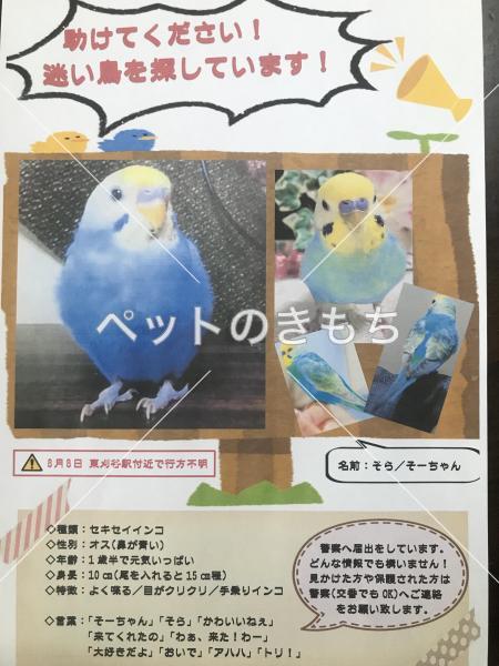 迷子鳥の画像