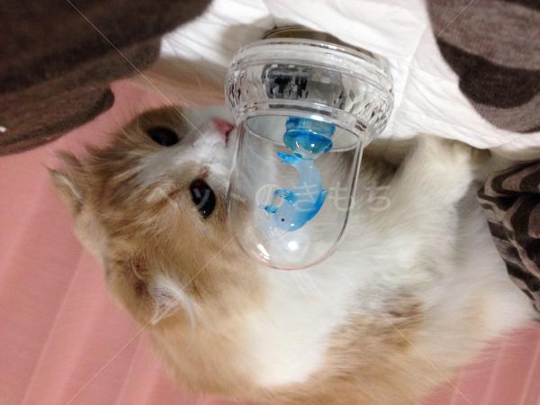 迷い猫の写真
