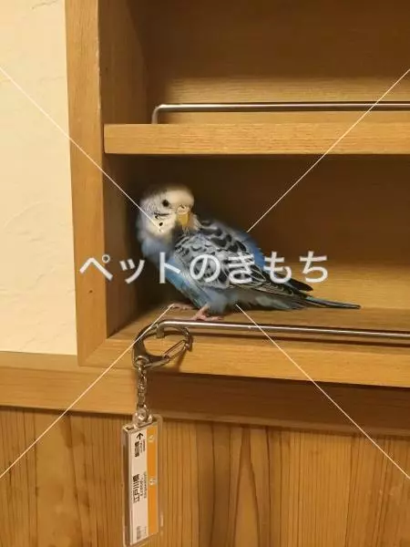 コメント投稿の画像