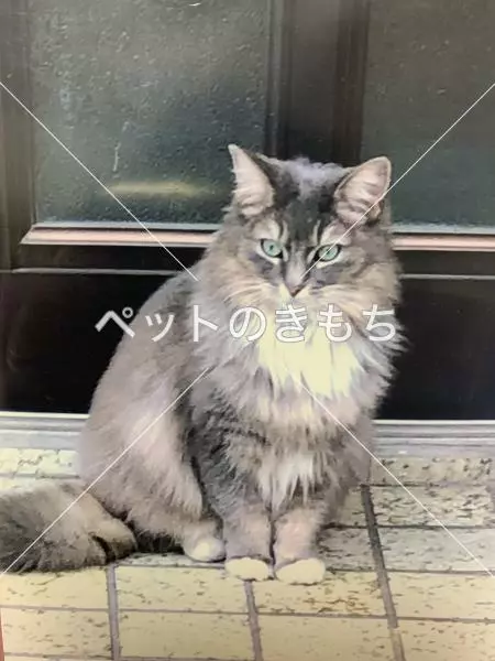 迷子猫の画像