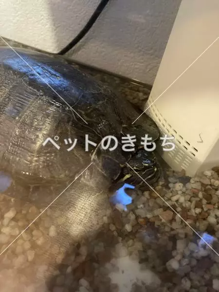 保護ペットの画像