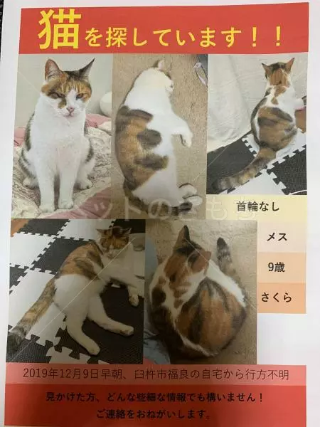 迷子猫の画像