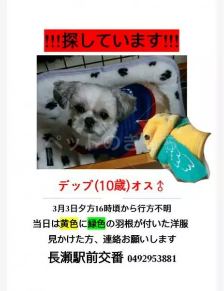 迷子犬の画像