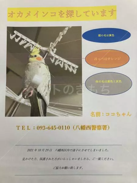 迷子鳥の画像