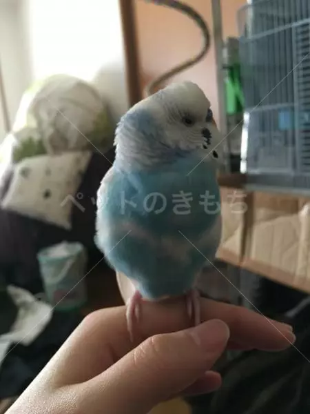 コメント投稿の画像