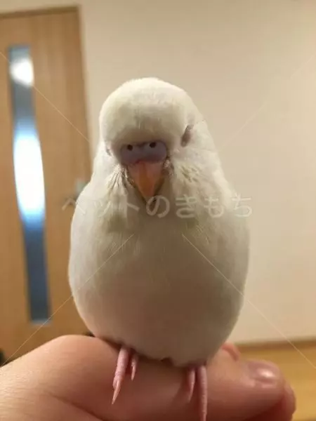 迷子鳥の画像
