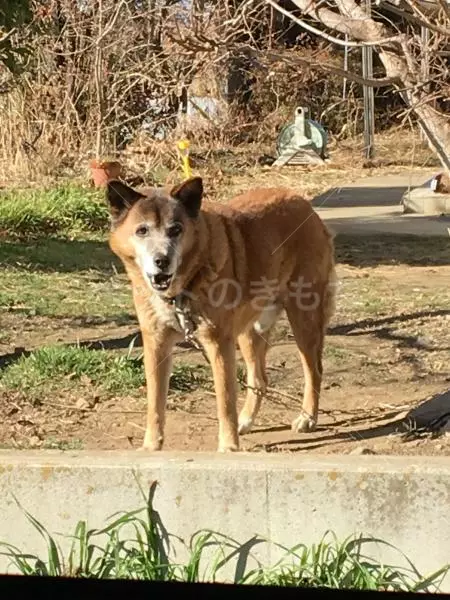 迷子犬の画像