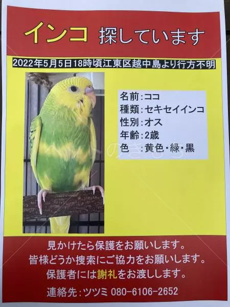 迷子鳥の画像
