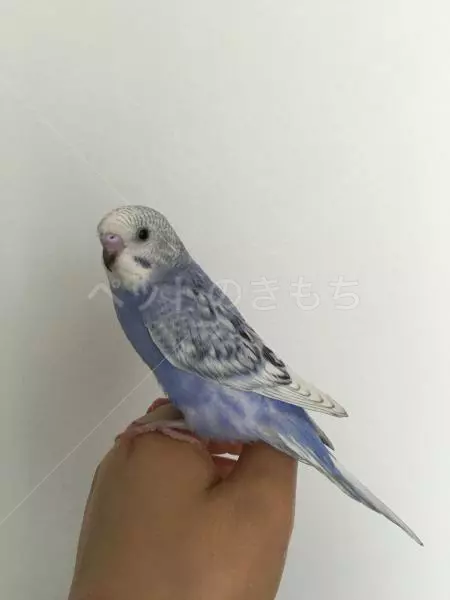 迷子鳥の画像