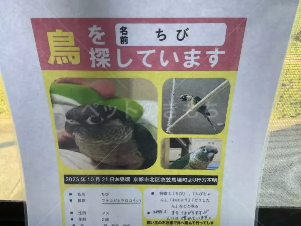迷子鳥の画像