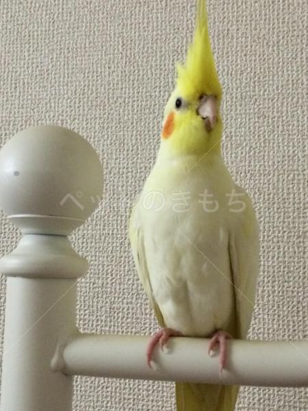 迷子鳥の画像