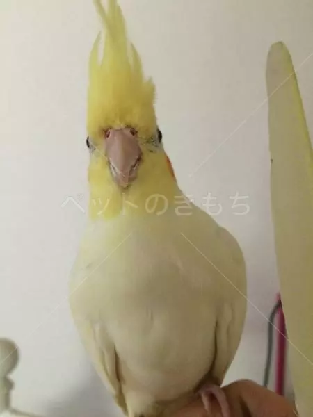 コメント投稿の画像