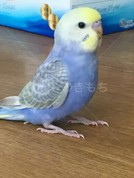 迷子鳥の画像