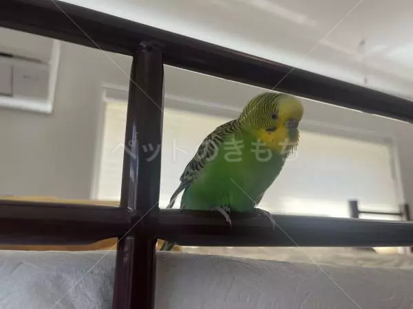 コメントの画像