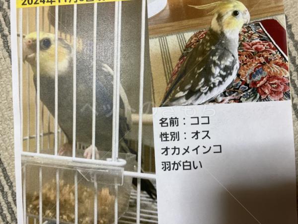 迷子鳥の画像