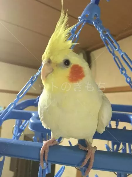 迷子鳥の画像