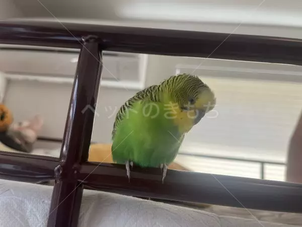 コメントの画像