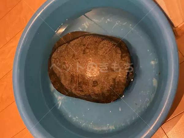 保護ペットの画像