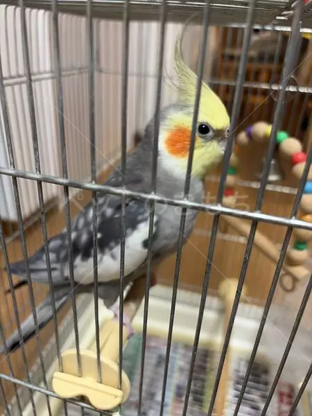 コメントの画像