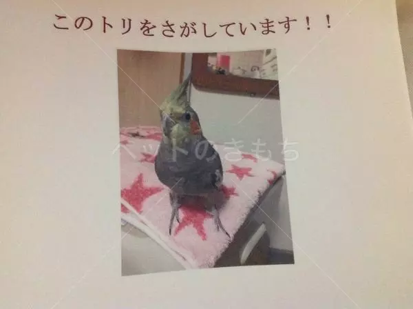 迷子鳥の画像