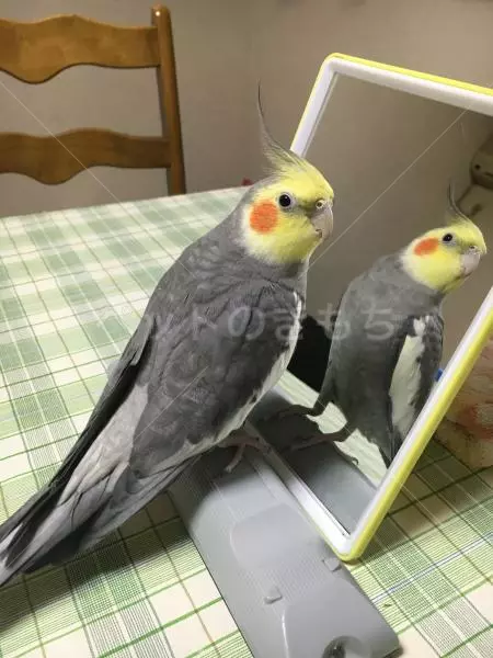 迷子鳥の画像