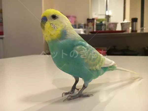 迷子鳥の画像