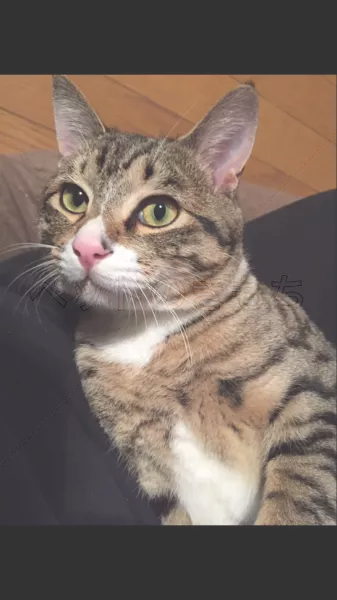 迷子猫の画像