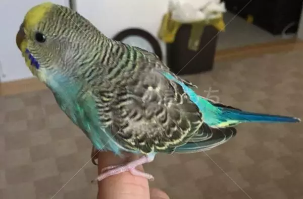 保護鳥の画像