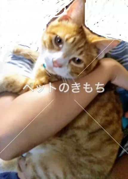 迷子猫の画像