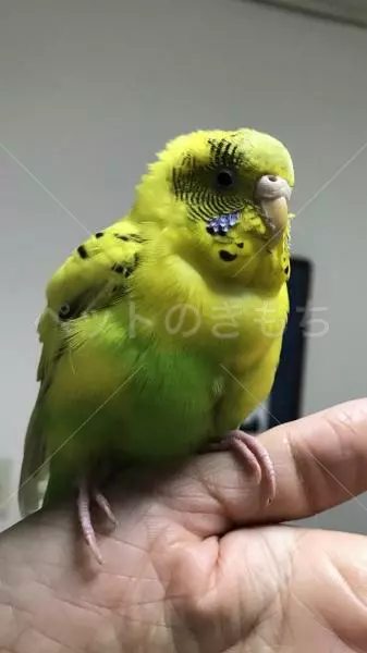 保護鳥の画像