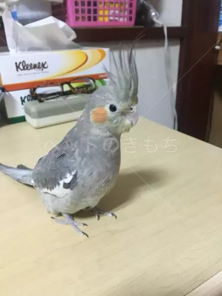 迷子鳥の画像