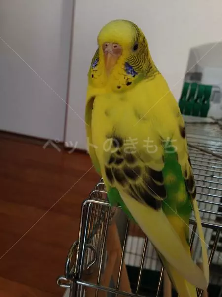 コメント投稿の画像