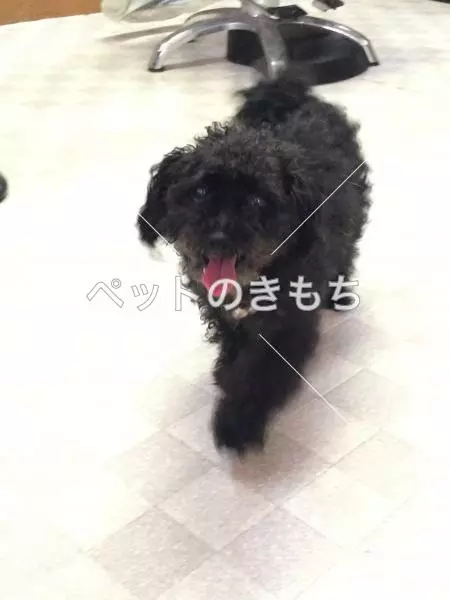 迷子犬の画像
