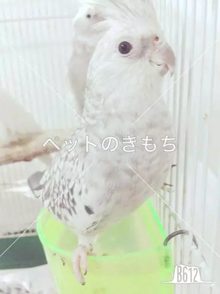 迷子鳥の画像
