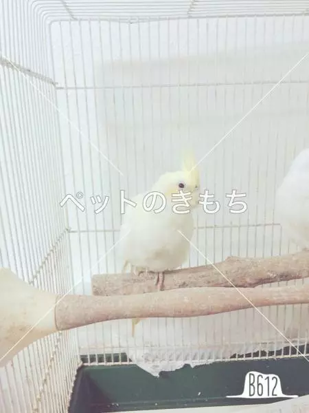 迷子鳥の画像